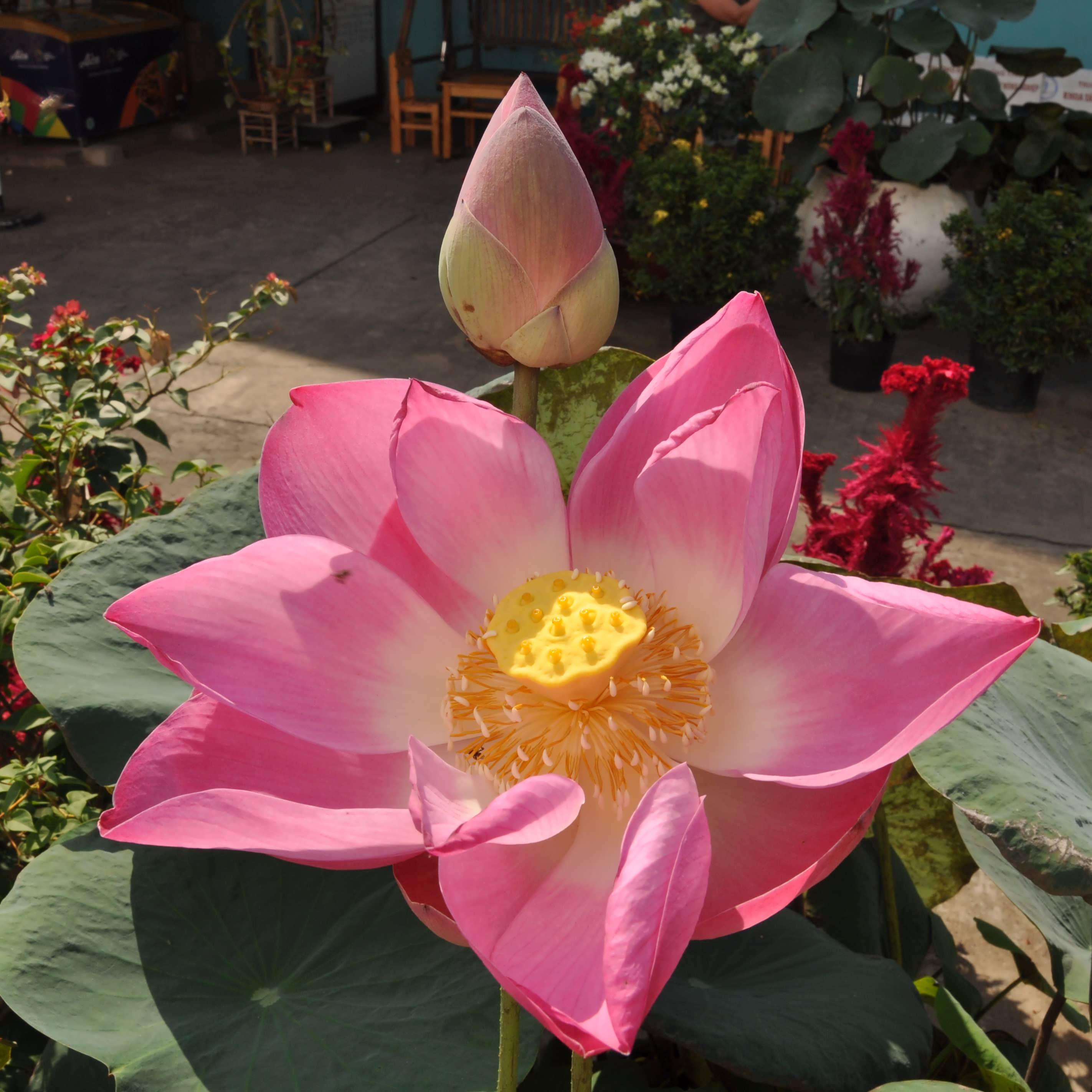 Lotus Bl&uuml;te